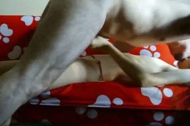 Live ABG Bispak Jakarta Hotel Bintang Lima Viral